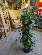 Load image into Gallery viewer, 10&quot; Golden Pothos Pole
