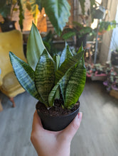Load image into Gallery viewer, 4&quot; Snake Plant (asst.)
