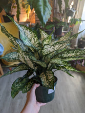 Load image into Gallery viewer, 6&quot; Aglaonema
