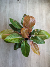 Load image into Gallery viewer, 10&quot; Philodendron Prince of Orange
