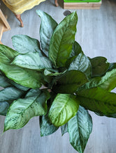 Load image into Gallery viewer, 10&quot; Aglaonema
