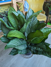 Load image into Gallery viewer, 10&quot; Aglaonema
