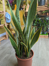 Load image into Gallery viewer, 10&quot; Sansevieria Silver Laurentii
