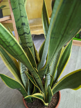 Load image into Gallery viewer, 10&quot; Sansevieria Silver Laurentii
