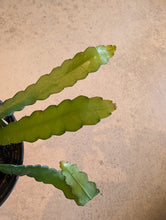 Load image into Gallery viewer, 6&quot; Ric Rac Cactus
