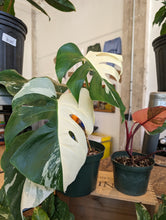 Load image into Gallery viewer, 8&quot; Variegated Albo Monstera
