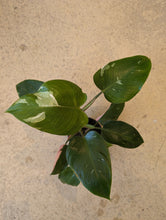 Load image into Gallery viewer, 5&quot; Philodendron White Princess
