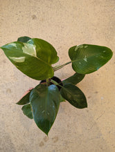Load image into Gallery viewer, 5&quot; Philodendron White Princess
