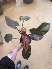 Load image into Gallery viewer, 6&quot; Philodendron Dark Lord
