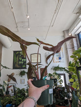 Load image into Gallery viewer, 6&quot; Philodendron Mexicanum

