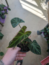 Load image into Gallery viewer, 4&quot; Philodendron Verrucosum
