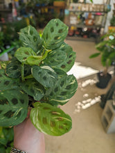 Load image into Gallery viewer, 4&quot; Var. Prayer Plant
