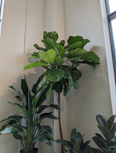Load image into Gallery viewer, 14&quot; Ficus Lyrata
