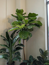 Load image into Gallery viewer, 14&quot; Ficus Lyrata
