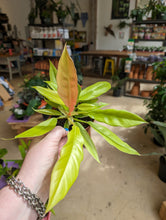 Load image into Gallery viewer, 4&quot; Philodendron Golden Crocodile
