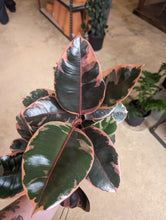 Load image into Gallery viewer, 6&quot; Ficus elastica &#39;Ruby&#39;
