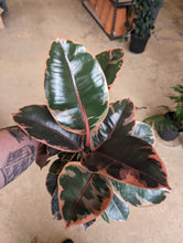 Load image into Gallery viewer, 6&quot; Ficus elastica &#39;Ruby&#39;
