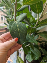 Load image into Gallery viewer, 10" Ficus Audrey
