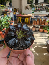 Load image into Gallery viewer, 2&quot; Aeonium
