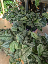 Load image into Gallery viewer, 4&quot; Satin Pothos
