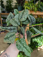 Load image into Gallery viewer, 4&quot; Satin Pothos
