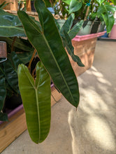 Load image into Gallery viewer, 4&quot; Philodendron Billietiae
