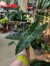 Load image into Gallery viewer, 4&quot; Philodendron Billietiae
