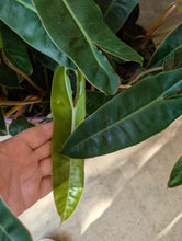 Load image into Gallery viewer, 4&quot; Philodendron Billietiae
