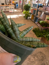 Load image into Gallery viewer, 4.5&quot; Starfish Snake Plant
