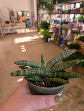 Load image into Gallery viewer, 4.5&quot; Starfish Snake Plant
