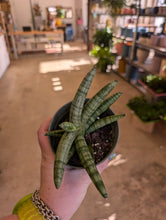 Load image into Gallery viewer, 4.5&quot; Starfish Snake Plant
