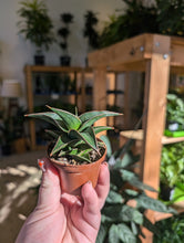 Load image into Gallery viewer, 3&quot; Lavranos Snake Plant
