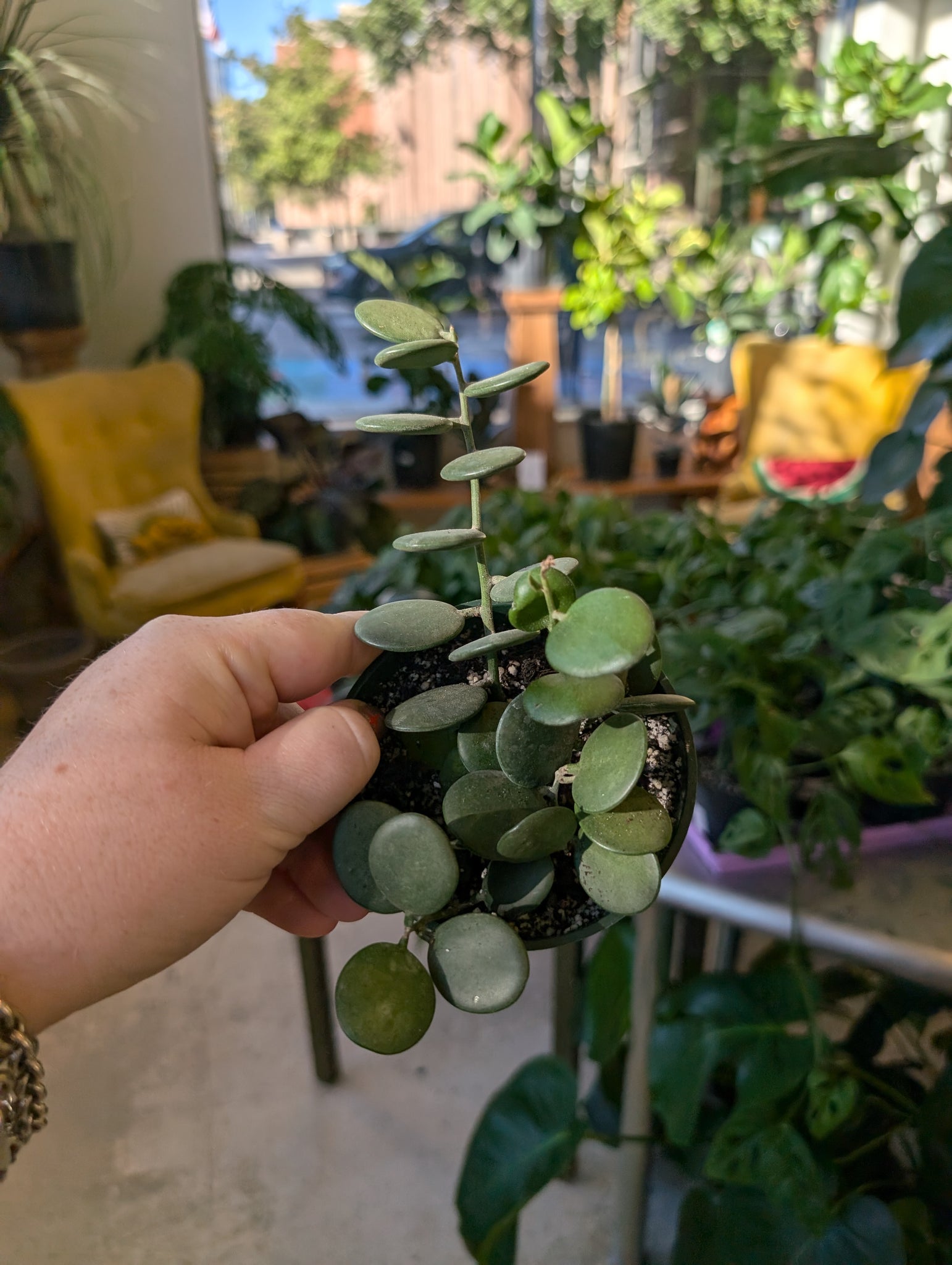 4" String of Coins Copperline Plant Co.