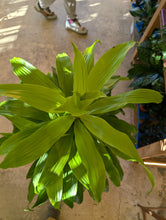 Load image into Gallery viewer, 10&quot; Dracaena Limelight Cane
