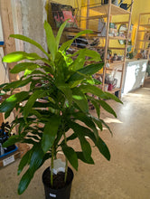 Load image into Gallery viewer, 10&quot; Dracaena Limelight Cane
