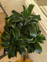 Load image into Gallery viewer, 14&quot; Dracaena Dorado
