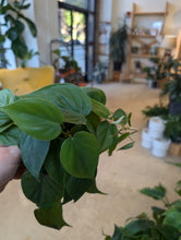 Load image into Gallery viewer, 4&quot; Philodendron cordatum
