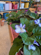 Load image into Gallery viewer, 4&quot; African Violet
