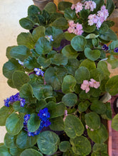 Load image into Gallery viewer, 4&quot; African Violet
