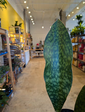 Load image into Gallery viewer, 6" Whale Fin Snake Plant
