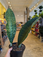 Load image into Gallery viewer, 6" Whale Fin Snake Plant
