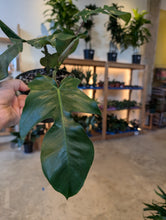 Load image into Gallery viewer, 6&quot; Philodendron Squamiferum
