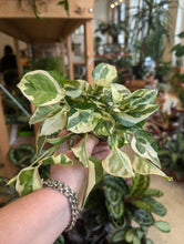 Load image into Gallery viewer, 4&quot; Pearls &amp; Jade Pothos
