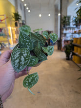 Load image into Gallery viewer, 4&quot; Satin Pothos
