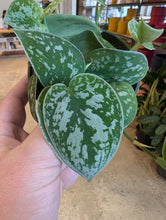 Load image into Gallery viewer, 4&quot; Satin Pothos
