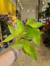 Load image into Gallery viewer, 4&quot; Neon Pothos
