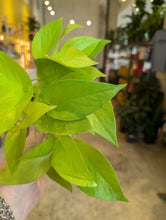 Load image into Gallery viewer, 4&quot; Neon Pothos
