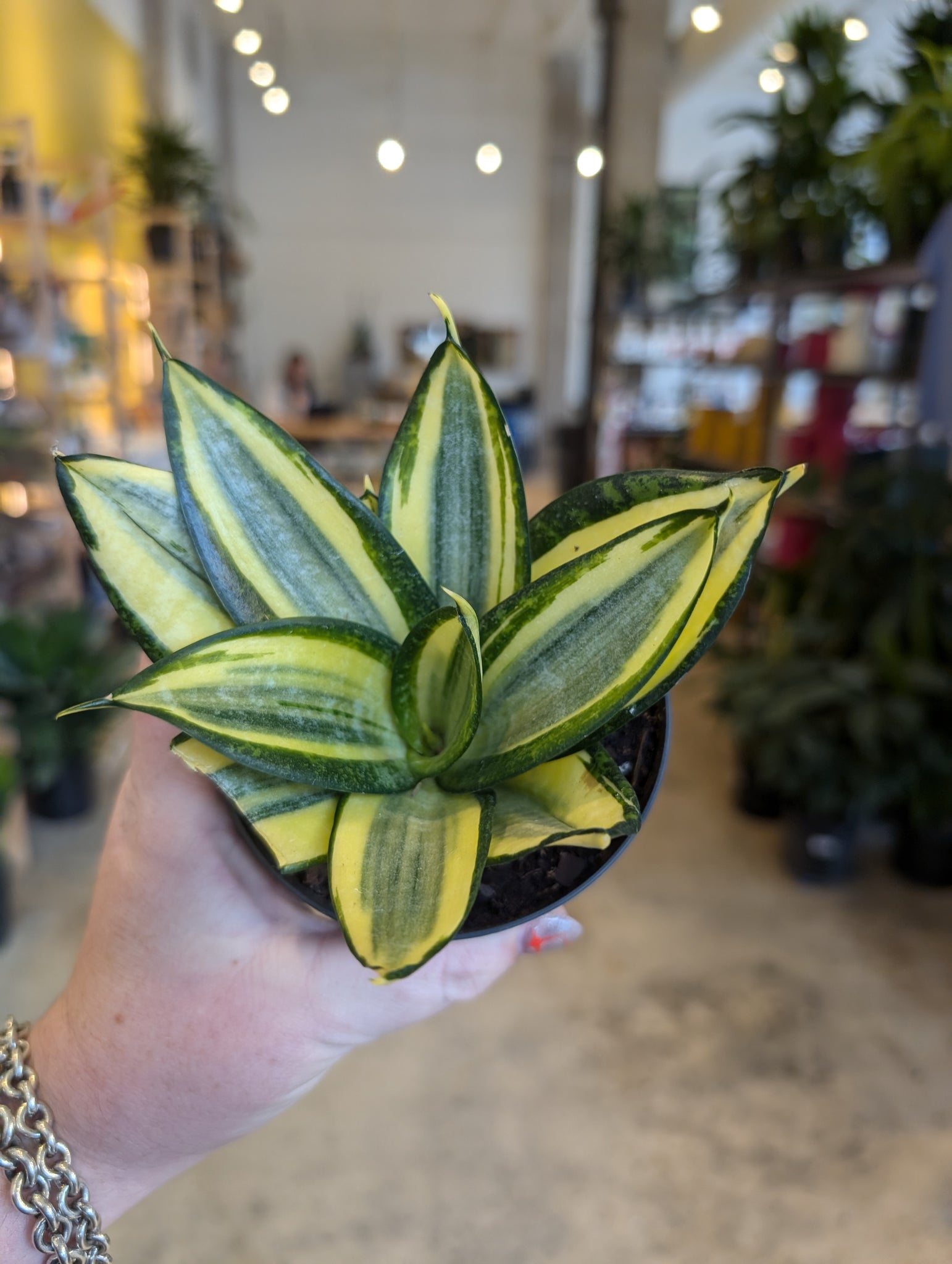 4 inch snake plant 4" Snake Plant (asst.) – Copperline Plant Co