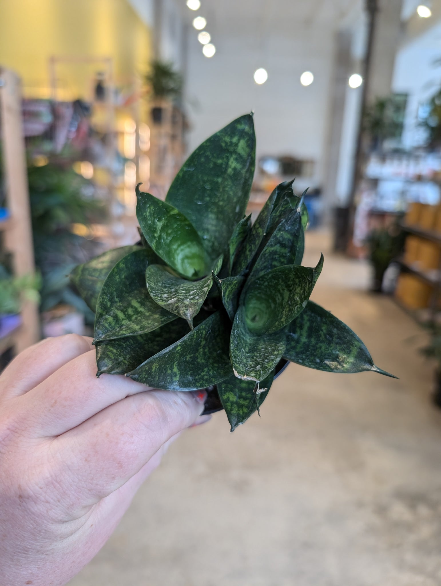 4 inch snake plant 4" Snake Plant (asst.) – Copperline Plant Co