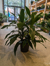 Load image into Gallery viewer, 8&quot; Dracaena &#39;Art&#39; Carmen
